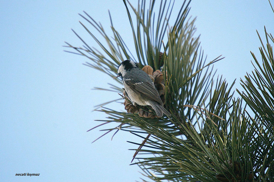 Coal Tit