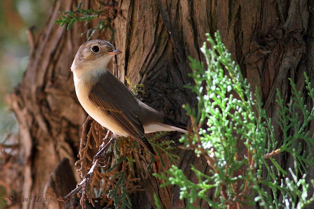 Red-breasted Flycatcher