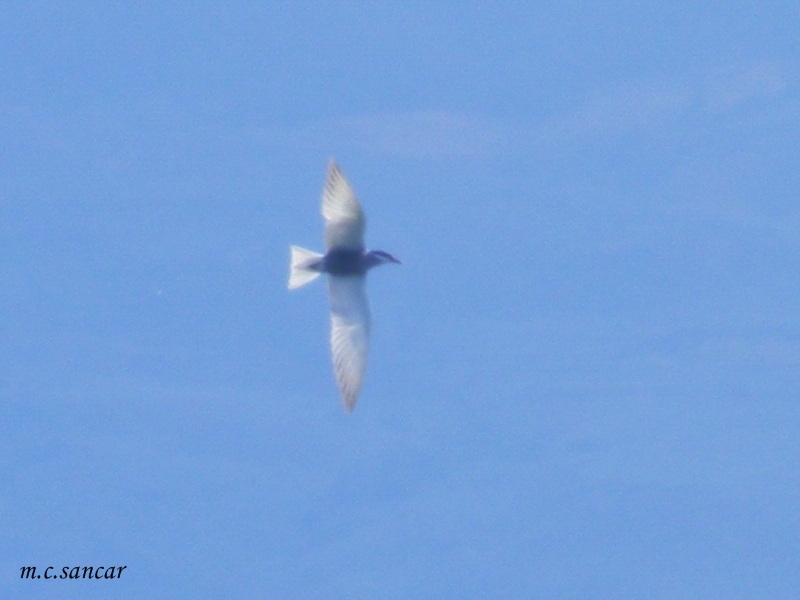 Whiskered Tern