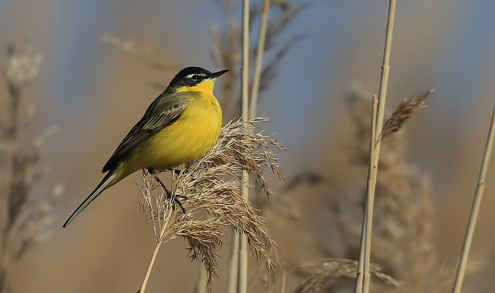 Western Yellow Wagtail