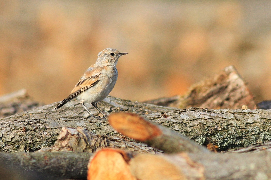 Northern Wheatear
