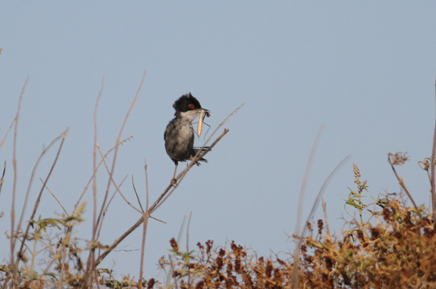 Sardinian Warbler