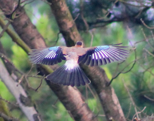 Eurasian Jay