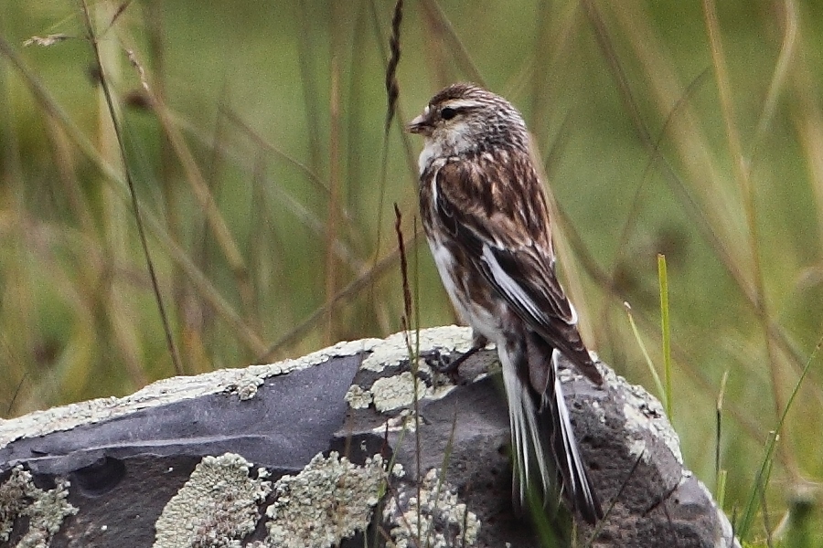 Twite