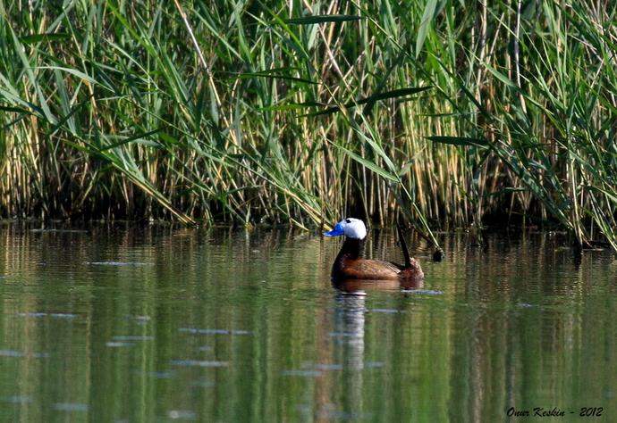 White-headed Duck