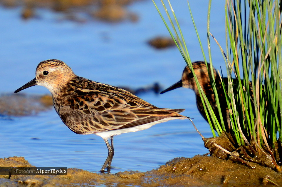 Little Stint