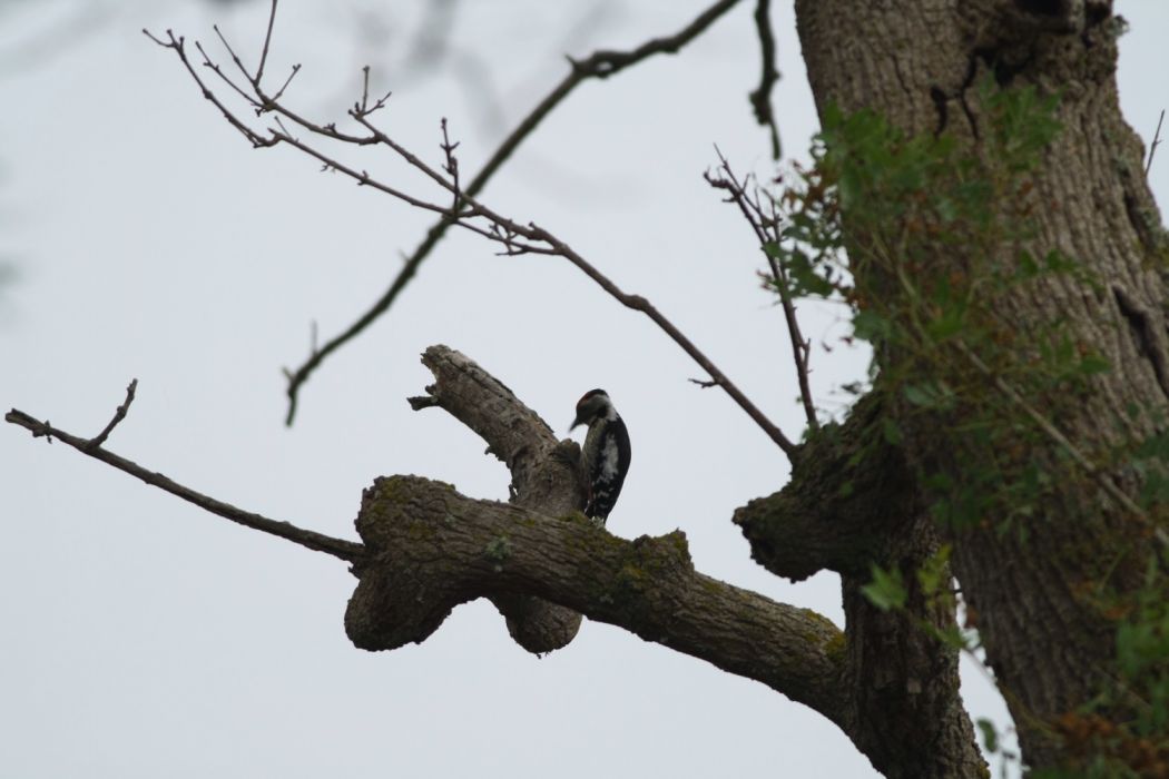 Middle Spotted Woodpecker
