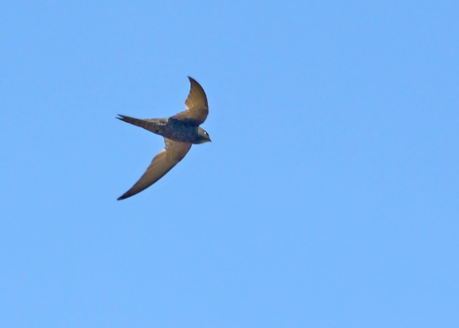 Common Swift