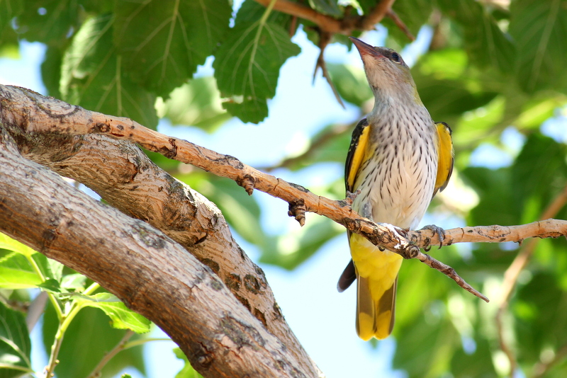 Eurasian Golden Oriole