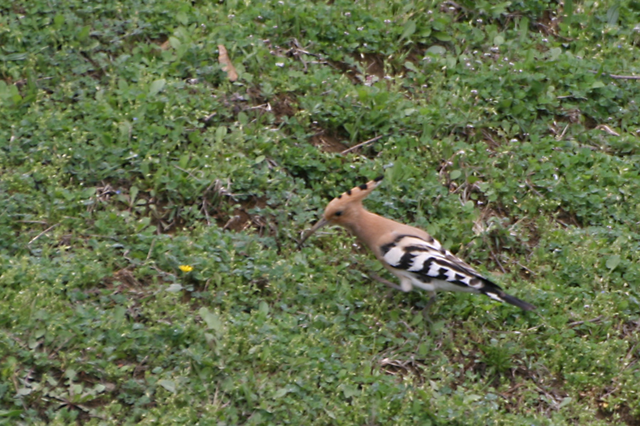 Common Hoopoe