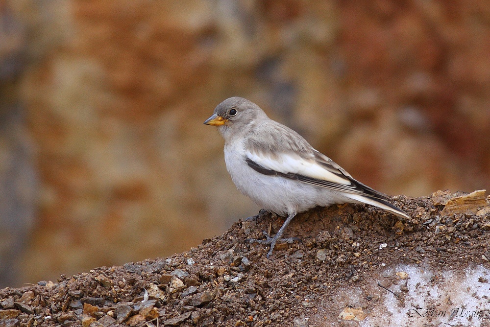 White-winged Snowfinch
