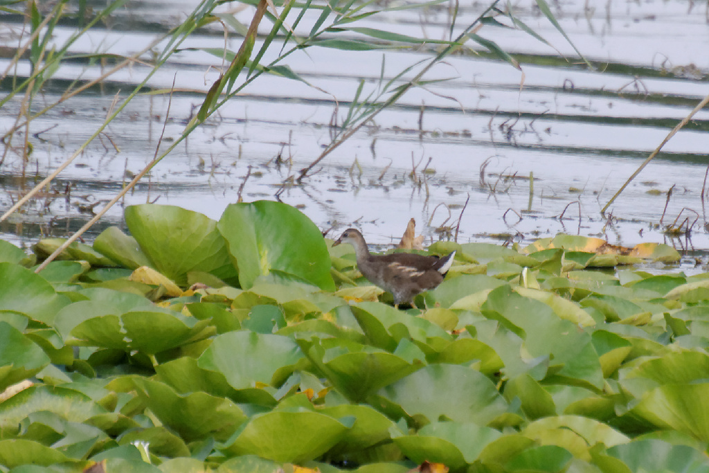 Common Moorhen