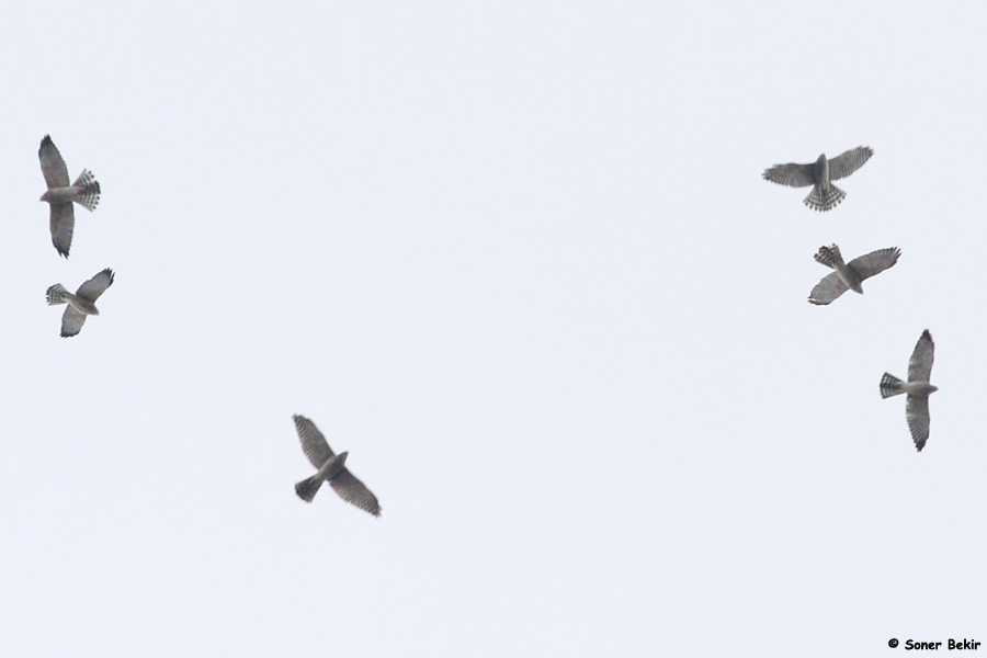 Levant Sparrowhawk