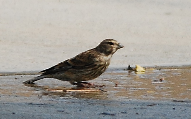 Common Linnet