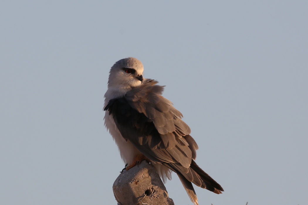 Black-winged Kite