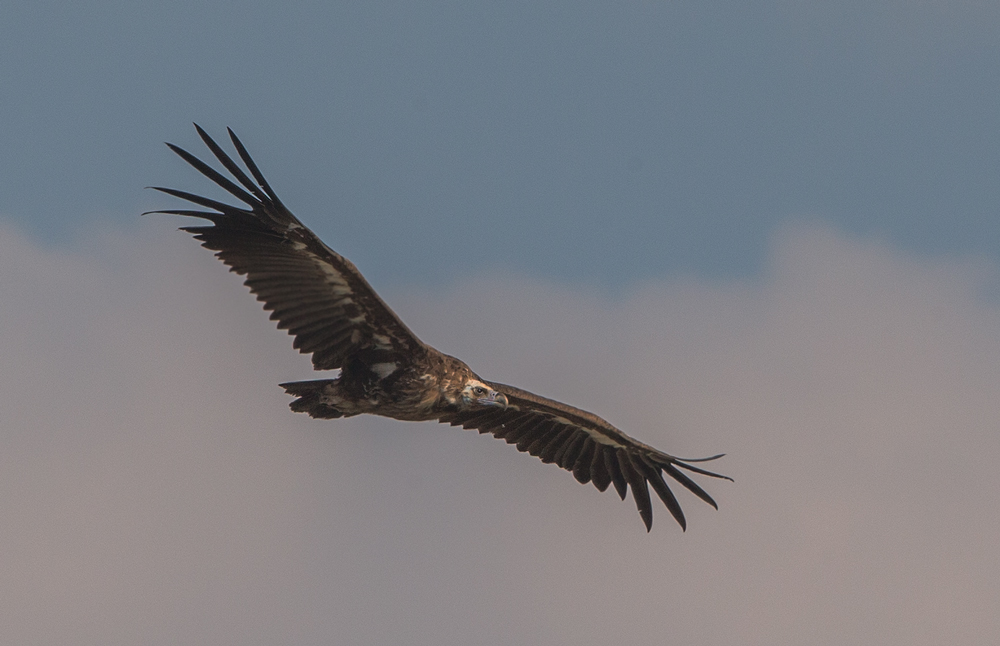 Cinereous Vulture