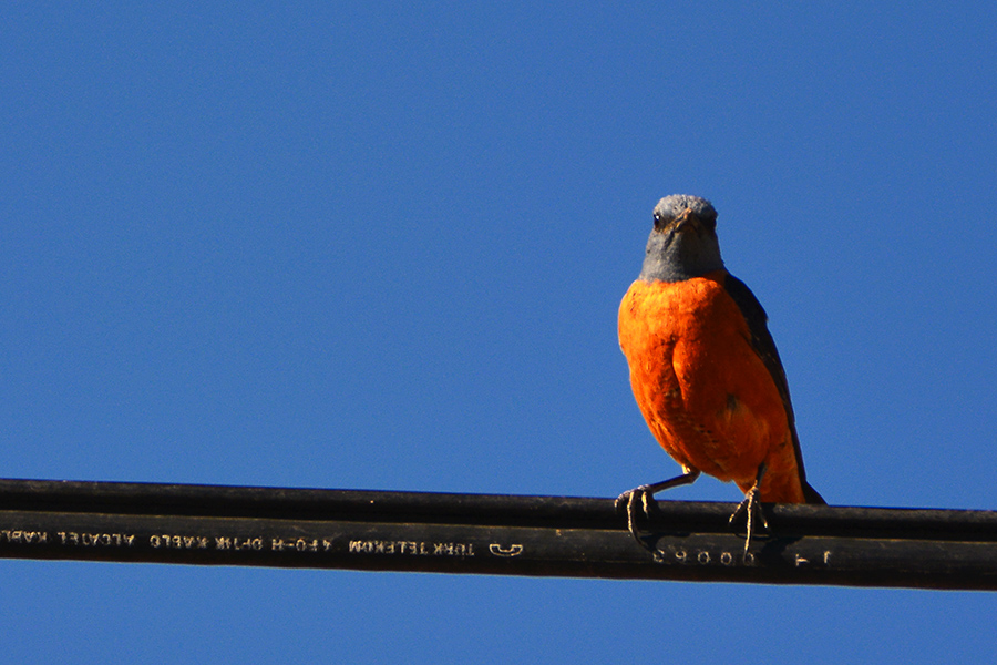 Common Rock Thrush