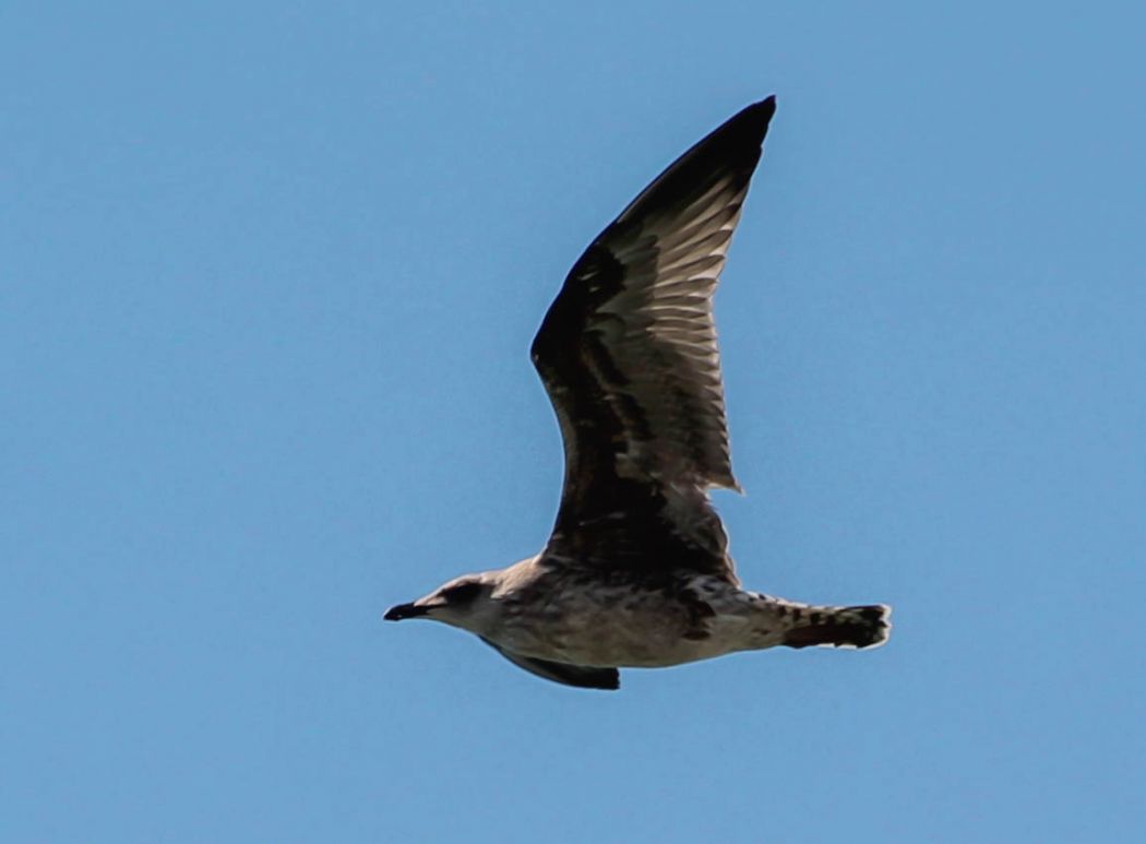 Yellow-legged Gull