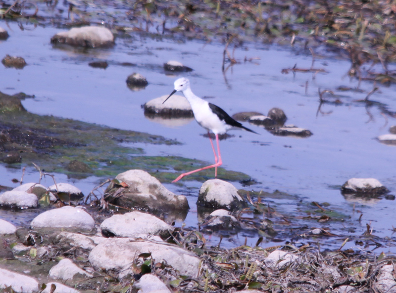 Black-winged Stilt