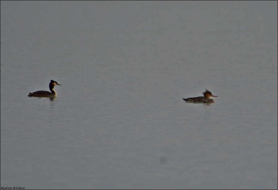 Red-breasted Merganser