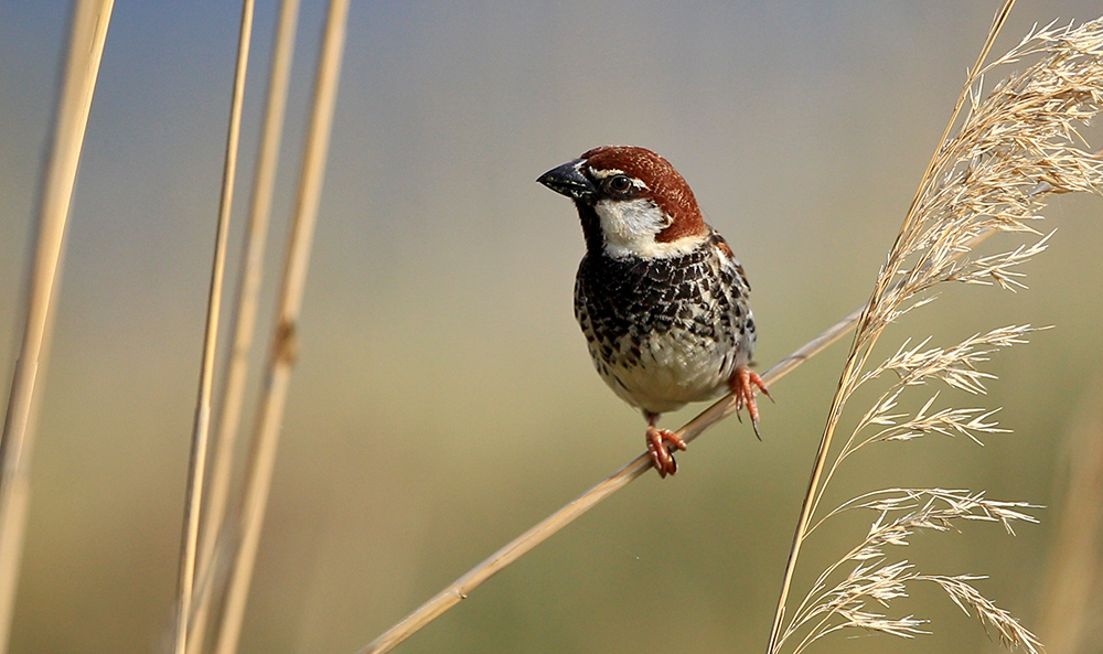 Spanish Sparrow