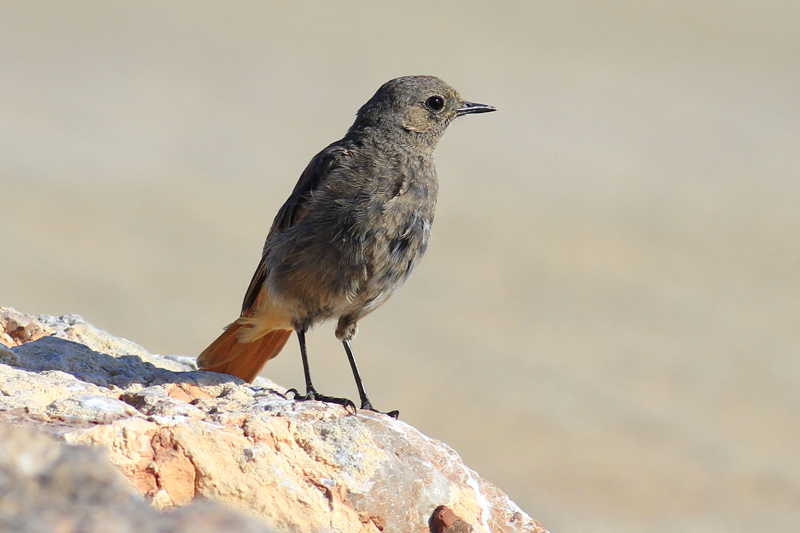 Black Redstart