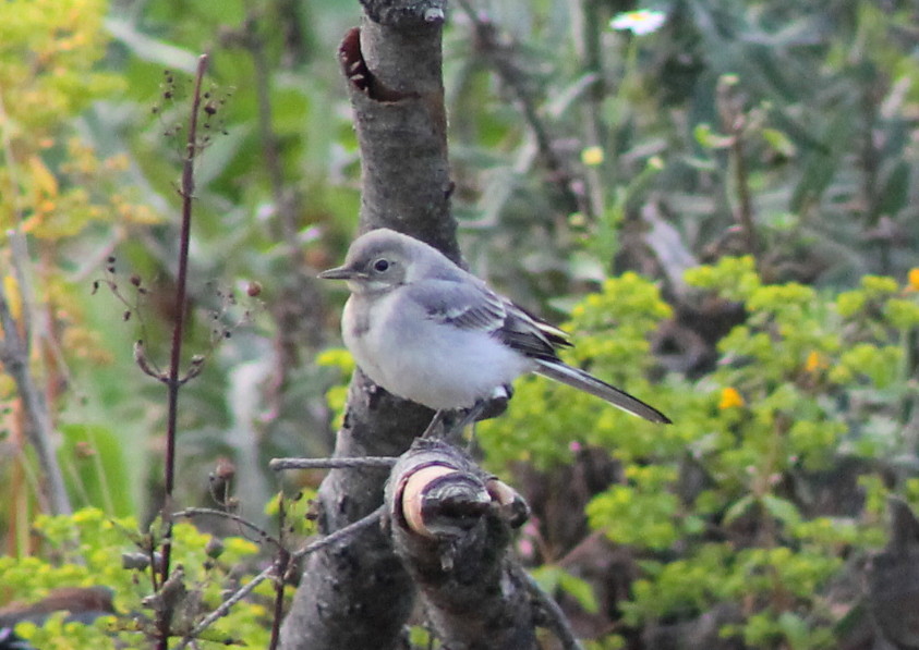 White Wagtail