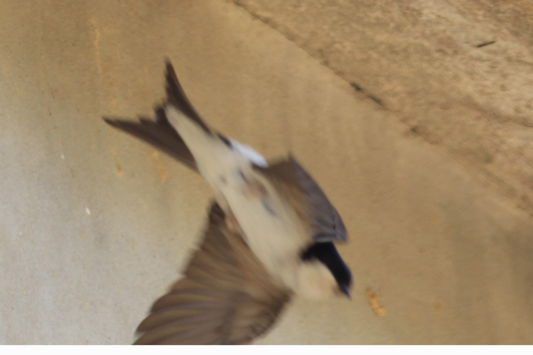 Common House Martin