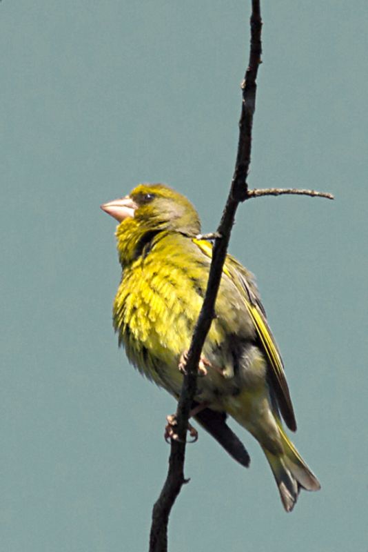 European Greenfinch
