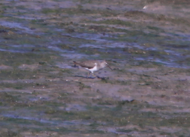 Common Sandpiper