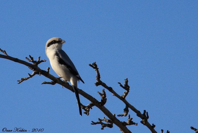 Great Grey Shrike