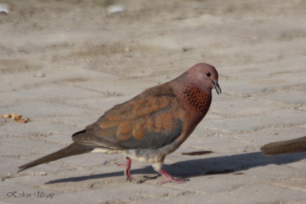 Laughing Dove