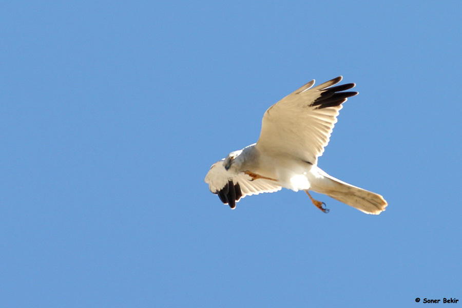 Pallid Harrier