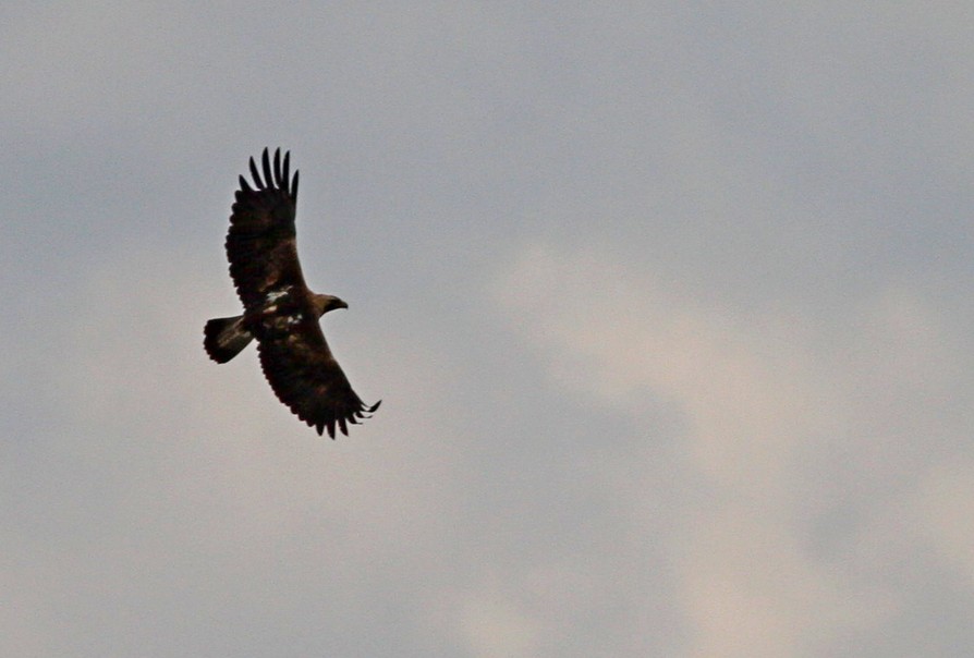 Eastern Imperial Eagle