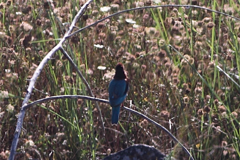 White-throated Kingfisher