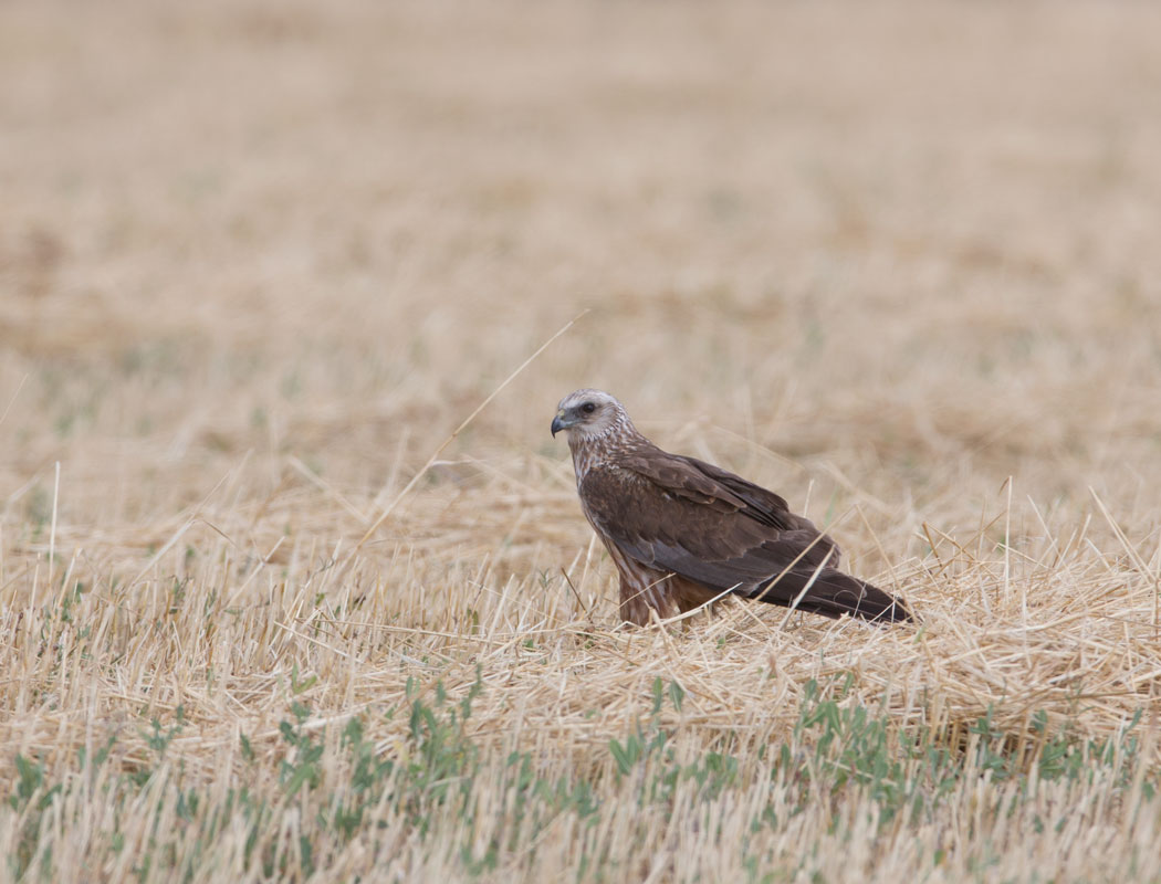 Western Marsh Harrier