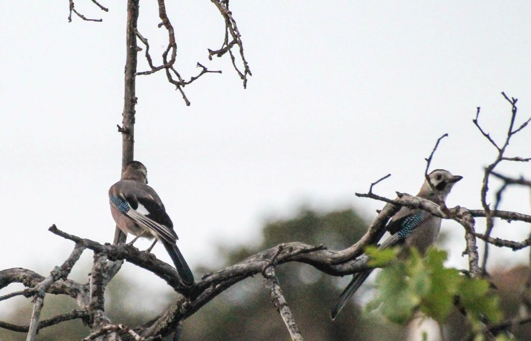 Eurasian Jay