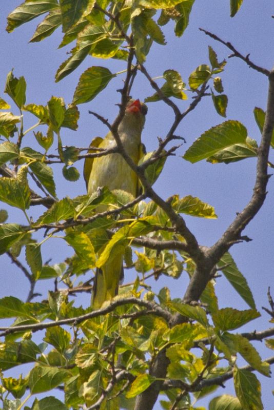 Eurasian Golden Oriole