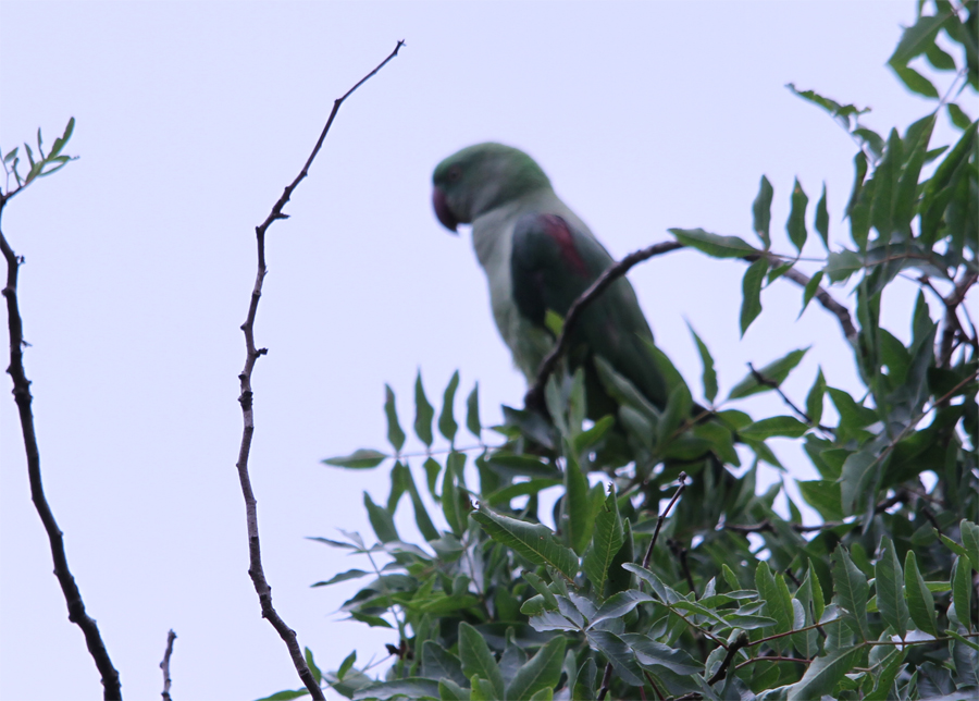 Alexandrine Parakeet