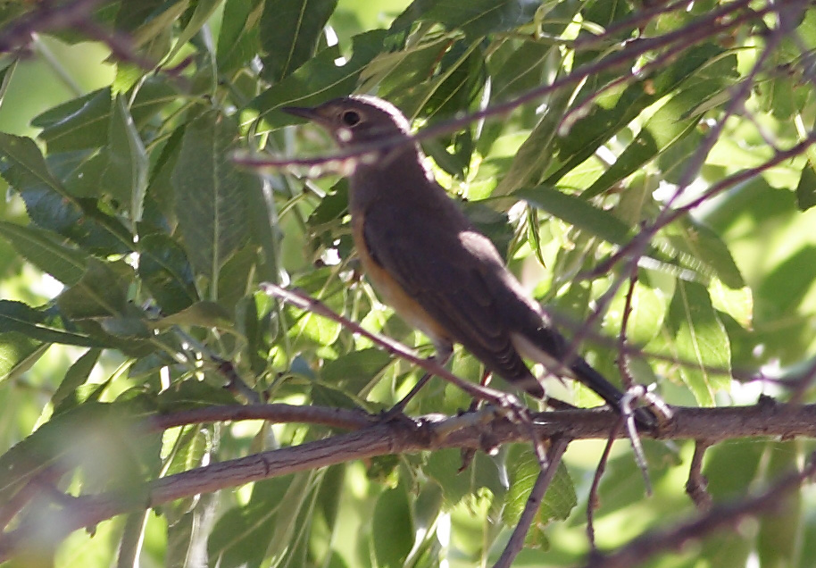 White-throated Robin