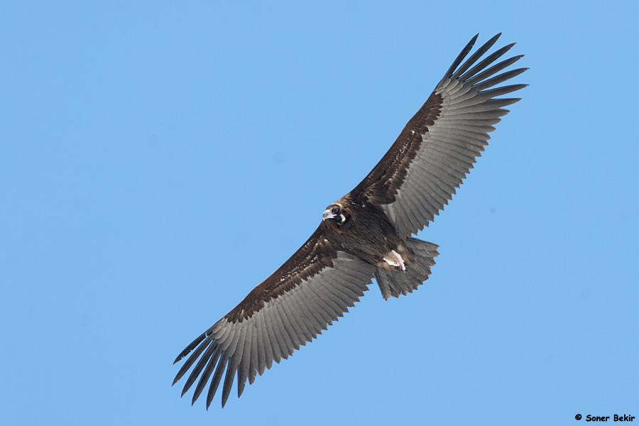 Cinereous Vulture