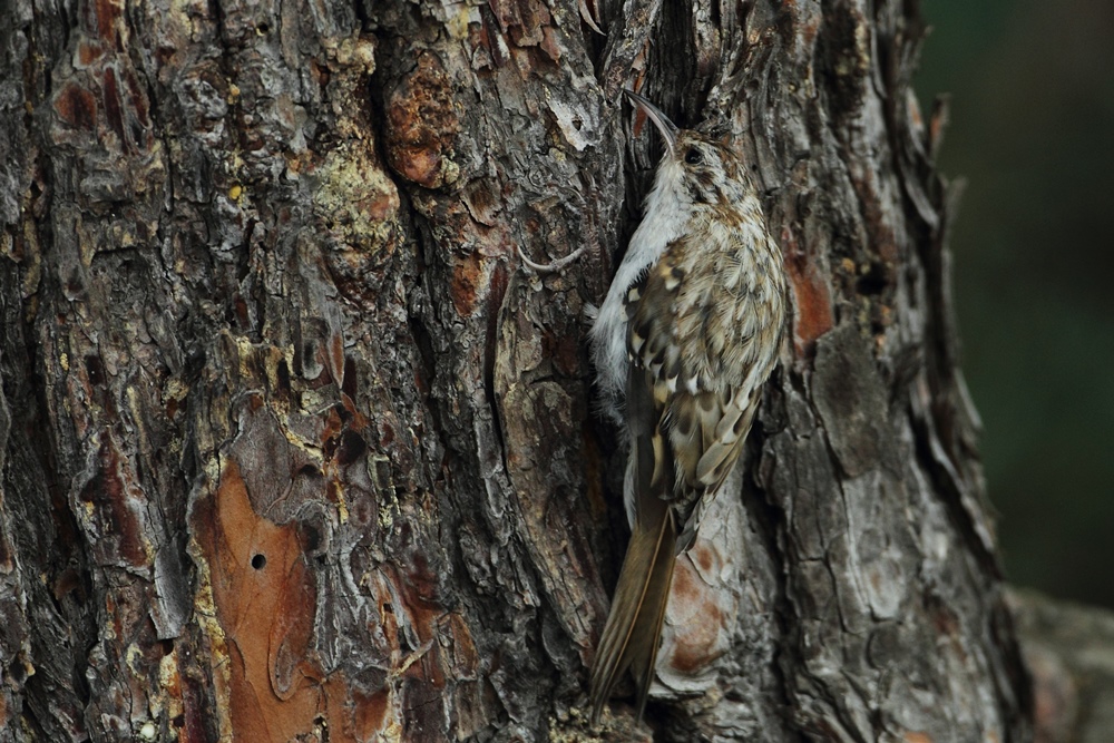 Eurasian Treecreeper