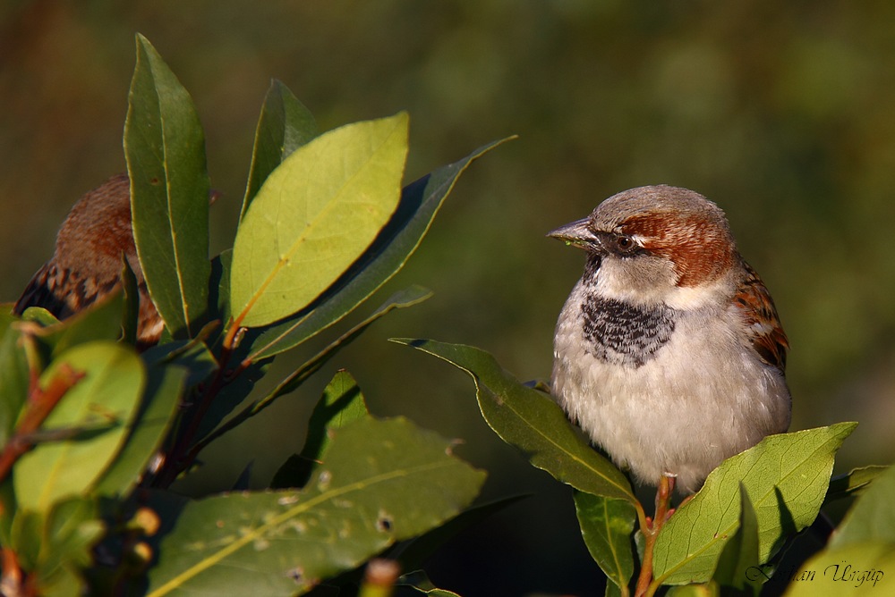 House Sparrow