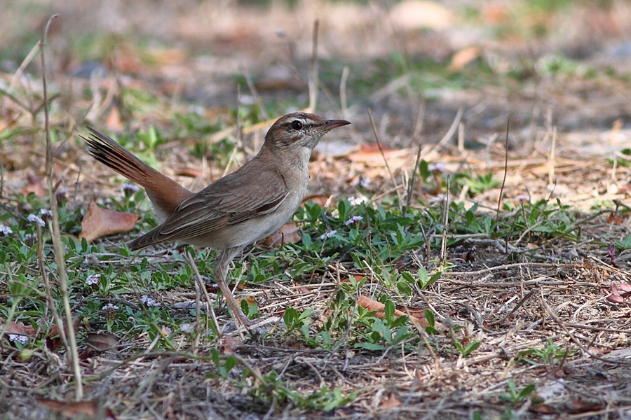 Rufous-tailed Scrub Robin