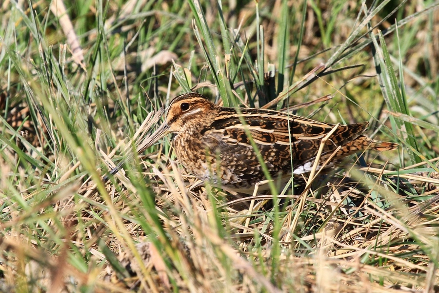 Common Snipe