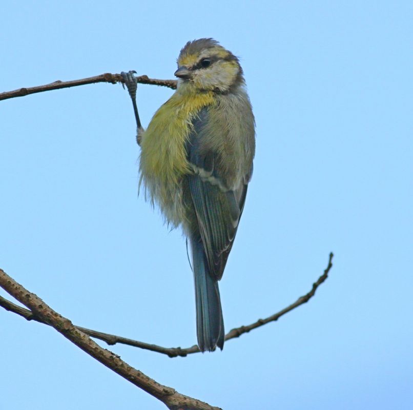 Eurasian Blue Tit