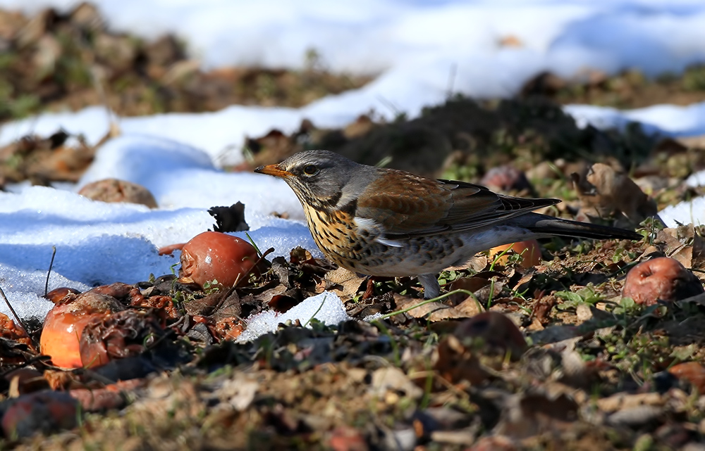 Fieldfare