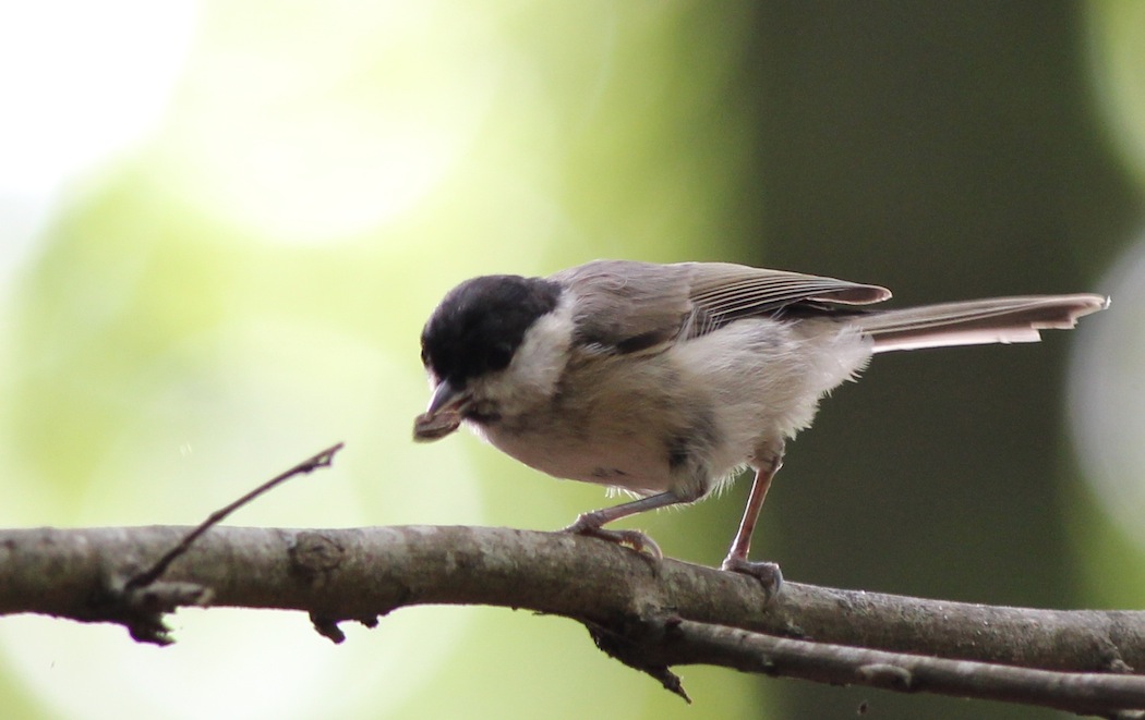 Kayın Baştankarası