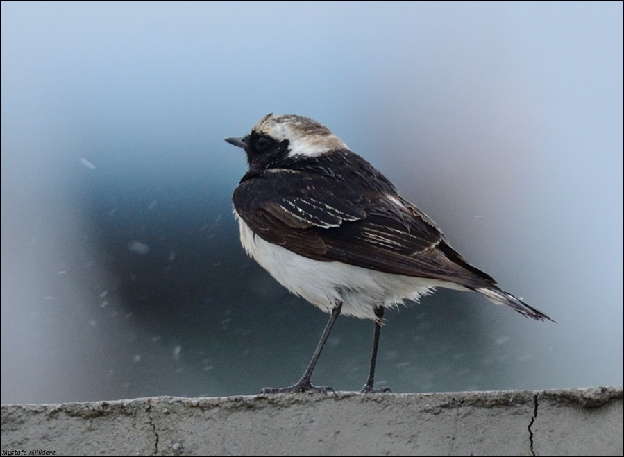 Pied Wheatear