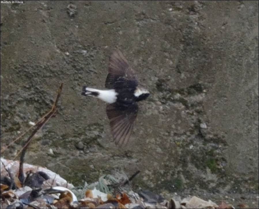 Pied Wheatear